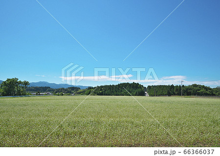 夏ソバ畑 66366037
