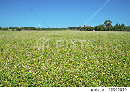 夏ソバ畑 夏ソバ畑 66366039