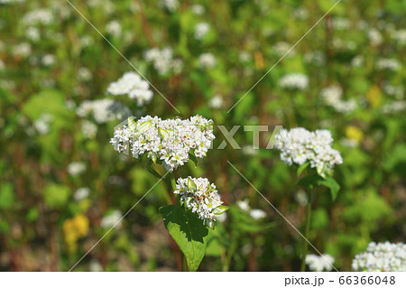 夏ソバ畑 66366048