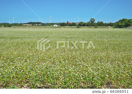 夏ソバ畑 66366051
