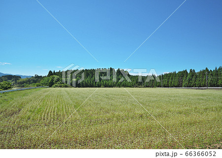 夏ソバ畑 66366052