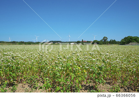 夏ソバ畑 66366056