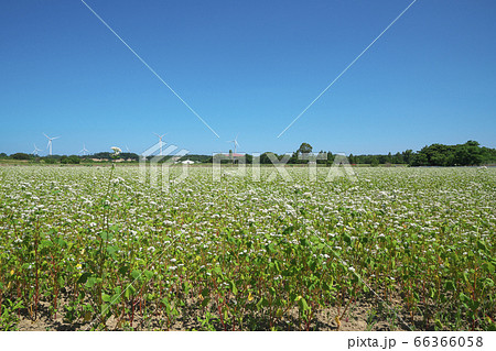 夏ソバ畑 夏ソバ畑 66366058