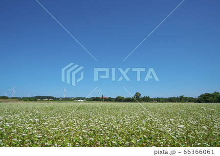 夏ソバ畑 夏ソバ畑 66366061