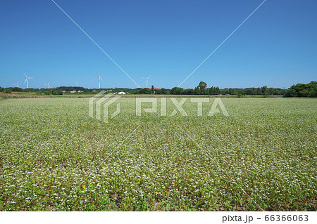 夏ソバ畑 66366063