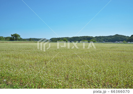 夏ソバ畑 66366070