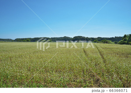夏ソバ畑 夏ソバ畑 66366071