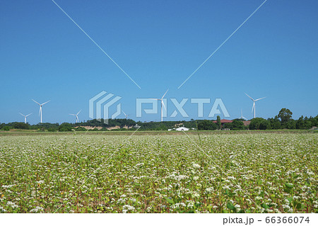 夏ソバ畑 66366074