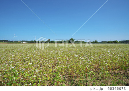 夏ソバ畑 66366078