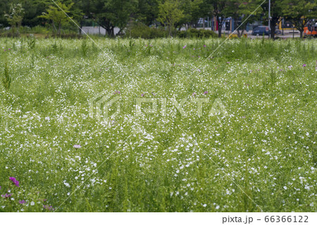 自然 風景 韓国 66366122