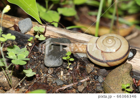 ミスジマイマイ 66366346