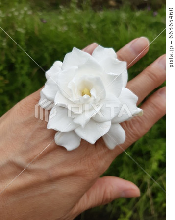 花 手 66366460