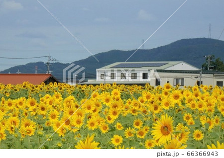 ひまわり ひまわり 66366943