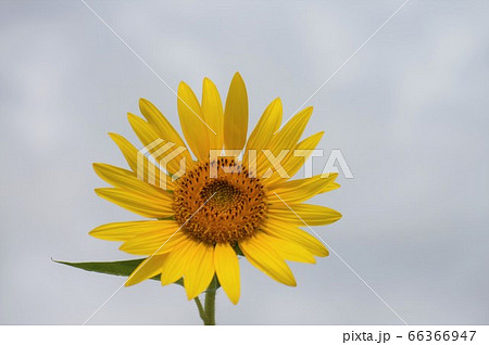 ひまわり 66366947