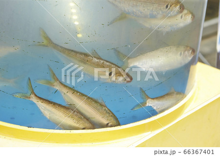 魚の生け簀の写真素材 [66367401] - PIXTA