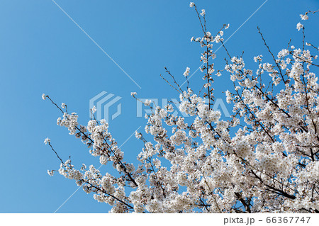 桜 春の花 無実 66367747