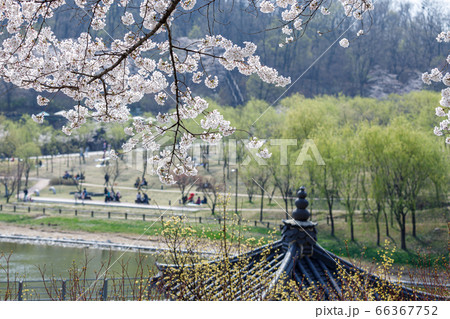 桜 春の花 無実 66367752