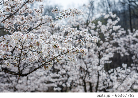 桜 春の花 無実 66367765