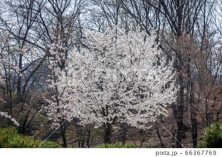 桜 春の花 無実 66367769