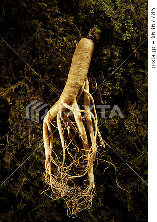 高麗人参 66367785