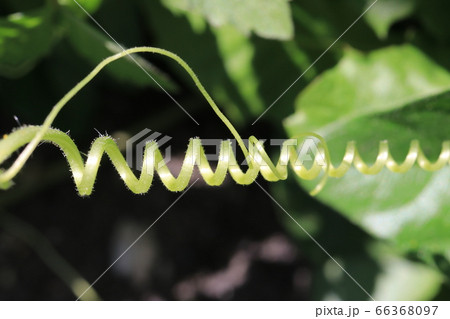 つる植物の巻きひげ(アレチウリ) つる植物の巻きひげ(アレチウリ) 66368097