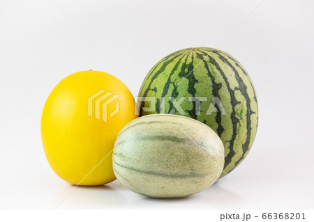 ウリ科の種類2 66368201