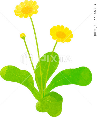 クリサンセマム 66368313