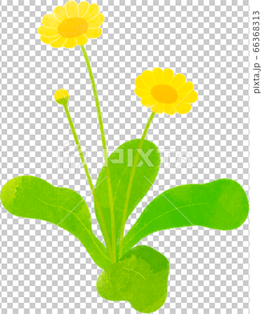 クリサンセマム 66368313