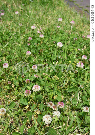 日の丸みたいな白詰草 66368448