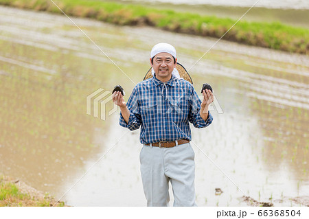 田んぼでおにぎりを持つ男性 田んぼでおにぎりを持つ男性 66368504
