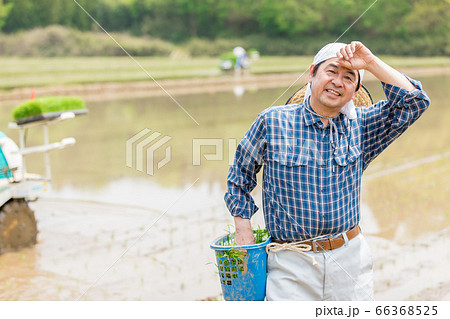 田植えをする男性 66368525