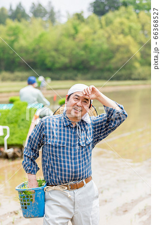 田植えをする男性 66368527