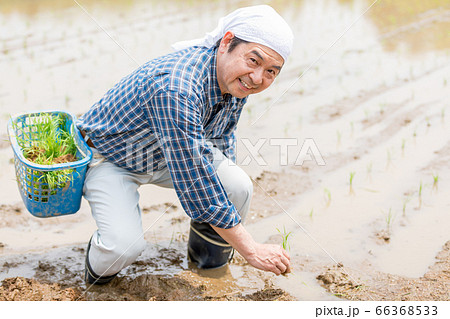 田植えをする男性 田植えをする男性 66368533
