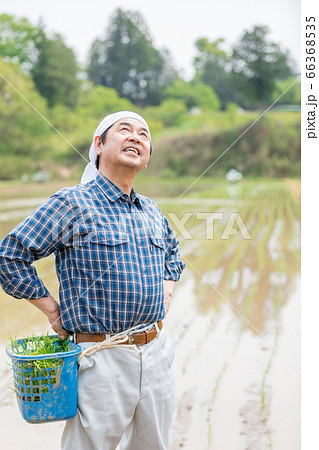 田植えをする男性 田植えをする男性 66368535
