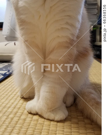 猫の足のむくみ 66368556