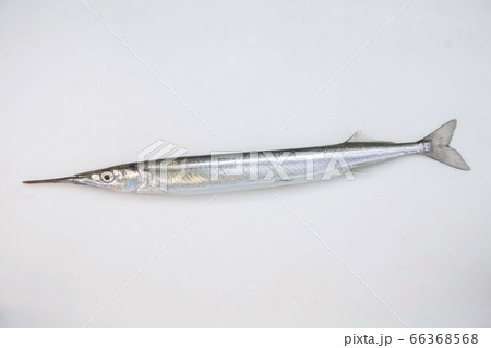 さより35cm 66368568