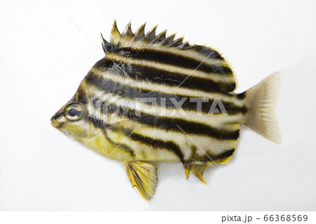 カゴカキダイ15cm カゴカキダイ15cm 66368569