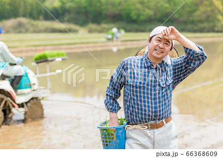 田植えをする男性 田植えをする男性 66368609