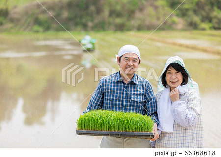 米を作る農家の夫婦 米を作る農家の夫婦 66368618