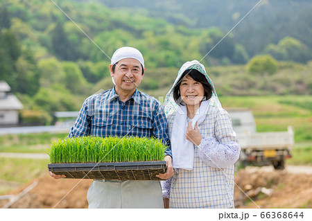 米を作る農家の夫婦の写真素材