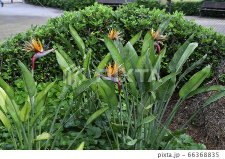 The flowers are similar to cranes in the Park 66368835