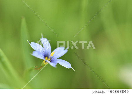 アイイロニワゼキショウ 66368849