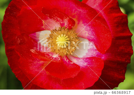 韓国 屋外 室外 66368917