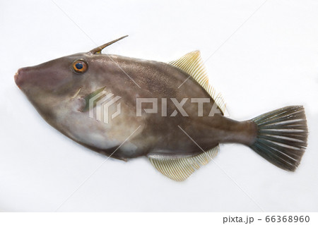 ウマズラハギ22cm ウマズラハギ22cm 66368960