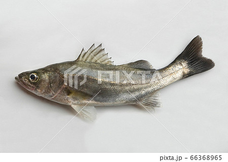 スズキ30cm 66368965