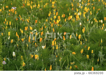 韓国 屋外 室外 66369200