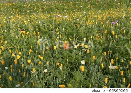 韓国 屋外 室外 66369266