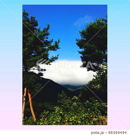 樹木 薮 形 66369494