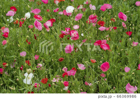 韓国 屋外 室外 66369986