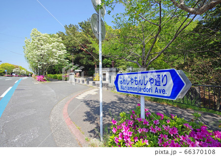 北九州市の白い花咲くなんじゃもんじゃ通り 66370108